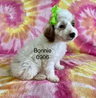 Micro Bonnie, a female Miniature Goldendoodle for sale in Miramar, FL – Photo 2 of 3