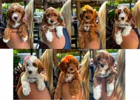 Micro Bonnie, a female Miniature Goldendoodle for sale in Miramar, FL – Photo 3 of 3