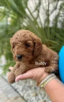 Mr. Buddy, a male Miniature Goldendoodle for sale in Miramar, FL – 3 of 6
