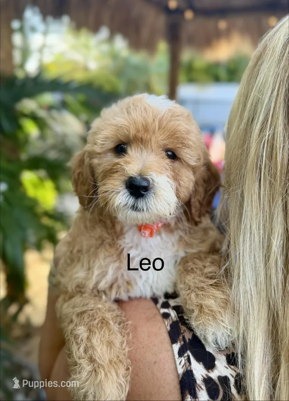 Mini Leo