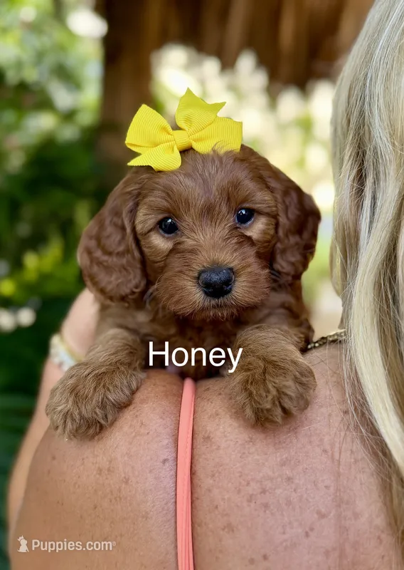 MS Honey – Miniature Goldendoodle puppy for sale in Miramar, FL