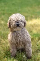 Mr. Louie, a male Miniature Goldendoodle for sale in Miramar, FL – 3 of 4