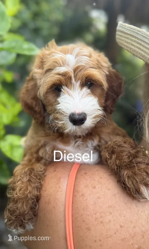 Diesel – Miniature Goldendoodle puppy for sale in Miramar, FL