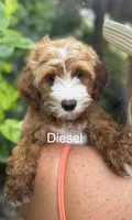 Diesel, a male Miniature Goldendoodle for sale in Miramar, FL – 1 of 4