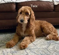 Tinsley, a female Miniature Goldendoodle for sale in Miramar, FL – Photo 2 of 3