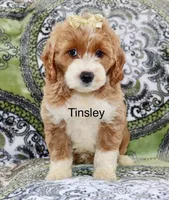 Tinsley, a female Miniature Goldendoodle for sale in Miramar, FL – Photo 1 of 3