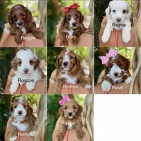 Mr. Rocky, a male Cavapoo for sale in Miramar, FL – 3 of 3