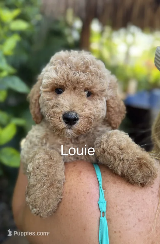 Mr. Louie – Miniature Goldendoodle puppy for sale in Miramar, FL