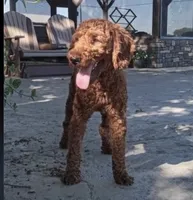 Muffin, a female Miniature Goldendoodle for sale in Miramar, FL – 4 of 4