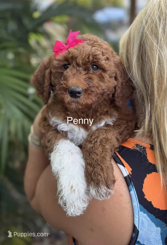 Mini Penny