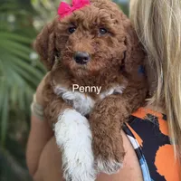 Mini Penny, a female Miniature Goldendoodle for sale in Miramar, FL – Photo 1 of 3