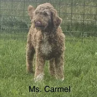 Mini Penny, a female Miniature Goldendoodle for sale in Miramar, FL – Photo 2 of 3