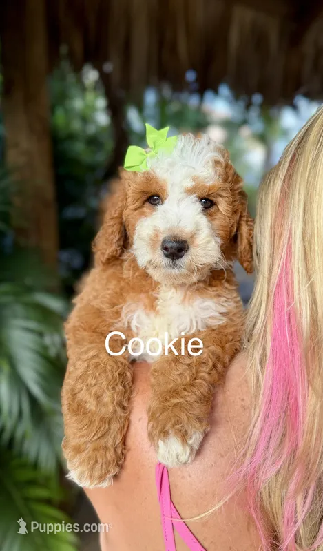 Ms. Cookie – Miniature Goldendoodle puppy for sale in Miramar, FL