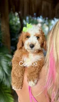 Ms. Cookie, a female Miniature Goldendoodle for sale in Miramar, FL – 1 of 1