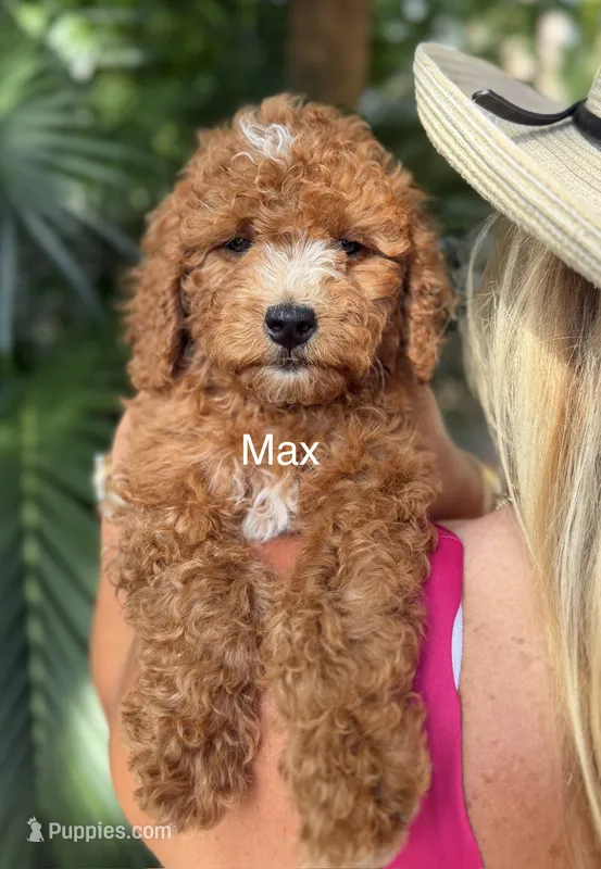 Mr. Max – Miniature Goldendoodle puppy for sale in Miramar, FL
