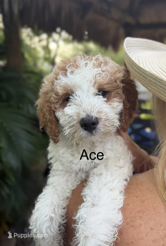 Ace – Miniature Goldendoodle puppy for sale in Miramar, FL