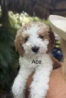 Ace, a male Miniature Goldendoodle for sale in Miramar, FL – 1 of 4