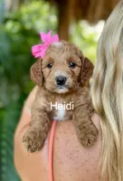 Ms Heidi, a male Miniature Goldendoodle for sale in Miramar, FL – 1 of 5