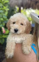 Mr. Legend, a male Miniature Goldendoodle for sale in Miramar, FL – 1 of 2