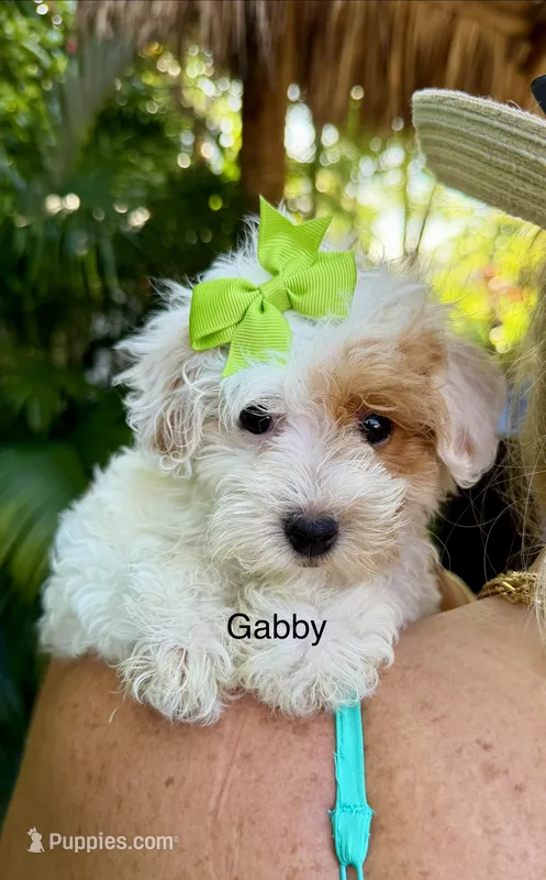 Ms Gabby – Maltipoo puppy for sale in Miramar, FL