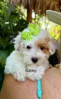 Ms Gabby, a female Maltipoo for sale in Miramar, FL – 1 of 3