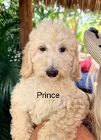 Mr. Peanut, a male Miniature Goldendoodle for sale in Miramar, FL – 4 of 4