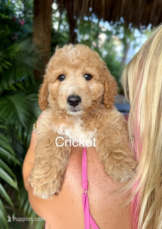 Mr. Cricket – Miniature Goldendoodle puppy for sale in Miramar, FL
