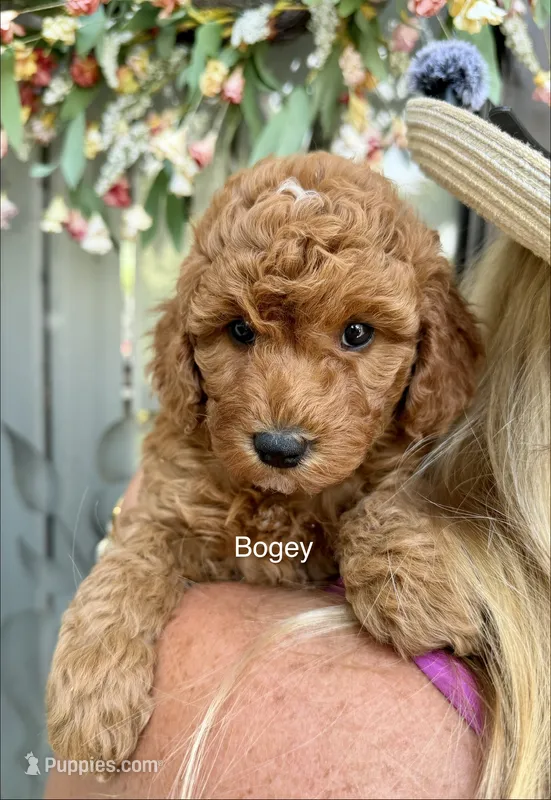 Mr. Bogey – Miniature Goldendoodle puppy for sale in Miramar, FL
