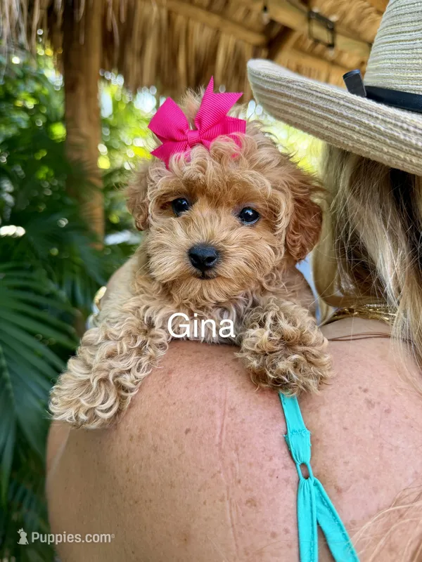 Ms Gina – Maltipoo puppy for sale in Miramar, FL