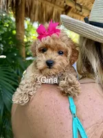 Ms Gina, a female Maltipoo for sale in Miramar, FL – 1 of 3