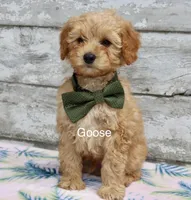Goose, a male Miniature Goldendoodle for sale in Miramar, FL – 2 of 4