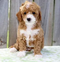 Deedee, a female Miniature Goldendoodle for sale in Miramar, FL – 2 of 4