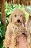 Mr. Paco, a male Miniature Goldendoodle for sale in Miramar, FL – 3 of 4