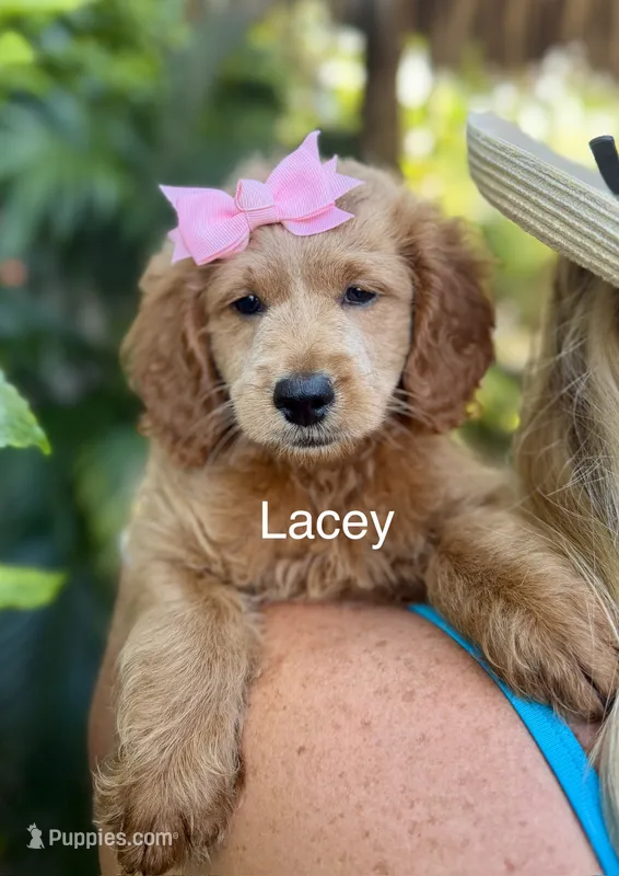 Ms Lucey – Miniature Goldendoodle puppy for sale in Miramar, FL