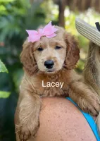 Ms Lucey, a female Miniature Goldendoodle for sale in Miramar, FL – 1 of 3