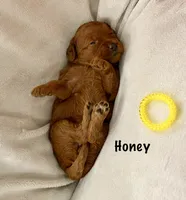 MS Honey, a female Miniature Goldendoodle for sale in Miramar, FL – 2 of 5