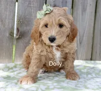 Ms. Dolly, a female Miniature Goldendoodle for sale in Miramar, FL – 2 of 4