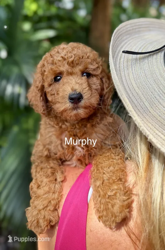 Mr. Murphy – Miniature Goldendoodle puppy for sale in Miramar, FL