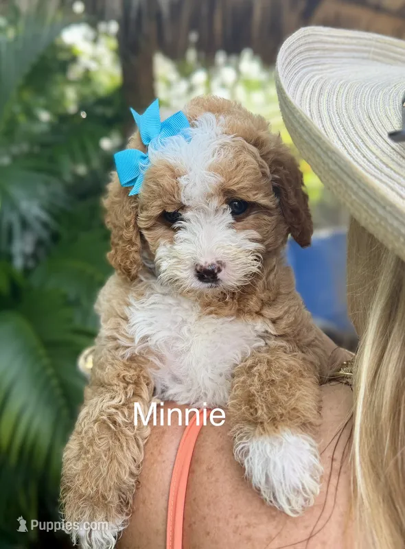 MInnie – Miniature Goldendoodle puppy for sale in Miramar, FL