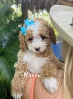 MInnie, a female Miniature Goldendoodle for sale in Miramar, FL – 1 of 4