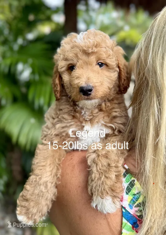 Mini Legend – Miniature Goldendoodle puppy for sale in Miramar, FL