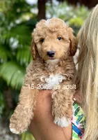 Mini Legend, a male Miniature Goldendoodle for sale in Miramar, FL – Photo 1 of 4