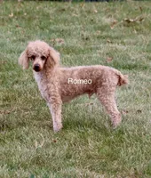 Mini Legend, a male Miniature Goldendoodle for sale in Miramar, FL – Photo 3 of 4