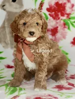 Mini Legend, a male Miniature Goldendoodle for sale in Miramar, FL – Photo 2 of 4