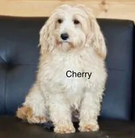 Micro Ally, a female Miniature Goldendoodle for sale in Miramar, FL – 2 of 3