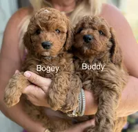 Mr. Buddy, a male Miniature Goldendoodle for sale in Miramar, FL – 4 of 6