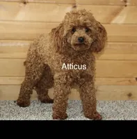 Micro Ally, a female Miniature Goldendoodle for sale in Miramar, FL – 3 of 3