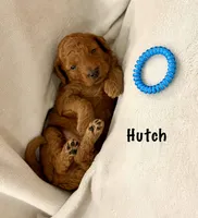Mr Hutch, a male Miniature Goldendoodle for sale in Miramar, FL – 2 of 5