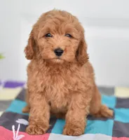 Ms Lovey, a female Miniature Goldendoodle for sale in Miramar, FL – 2 of 3