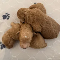 Mr. Bogey, a male Miniature Goldendoodle for sale in Miramar, FL – 5 of 6